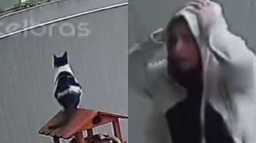 Imagem Gato pula muro, deixa tutores desesperados e mostra como trolar os humanos; assista