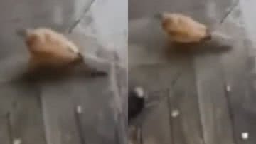 Reprodução/ Tik Tok