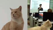 Reprodução/ Tik Tok