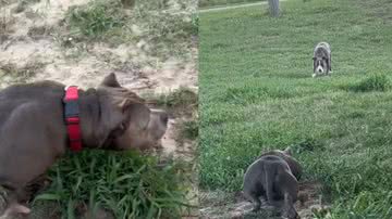 Imagem Vídeo: Encontro entre pit monster e american bully impressiona internautas: “Mais um ataque”