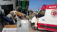 Reprodução/Twitter @pet_anjos