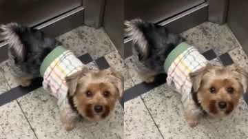 Reprodução / Tik Tok