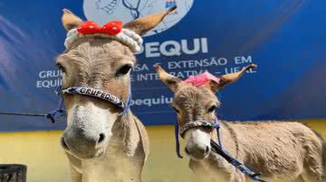 Divulgação/Grupequi/UFAL