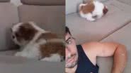 Reprodução/TikTok @shitzubenny