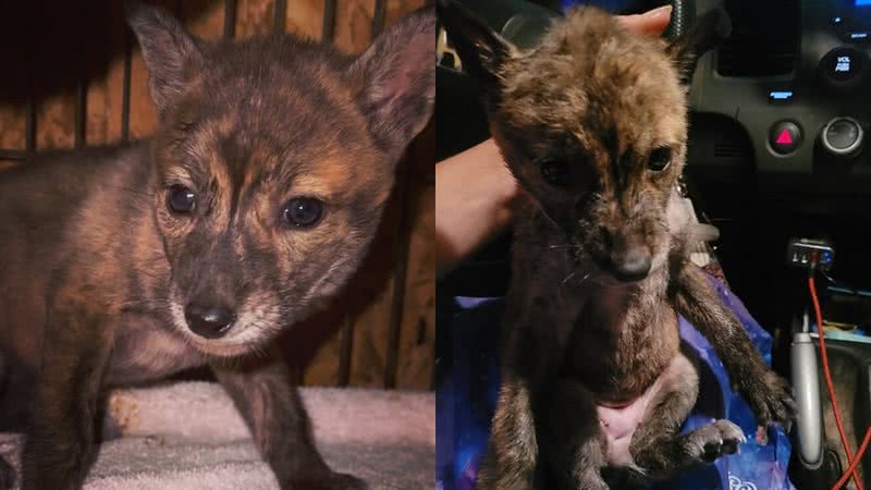 Reprodução/Facebook/For Fox Sake Wildlife Rescue