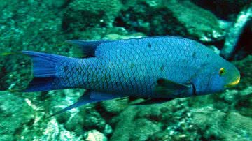 Pesca Amadora