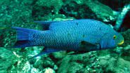 Pesca Amadora