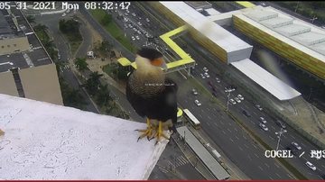 Reprodução / Twitter