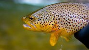 LivingFlyLegacy/Creative Commons
