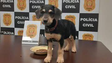 PCDF/Divulgação