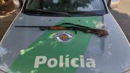 Polícia Militar Ambiental/ Divulgação