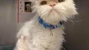 Cincinnati Animal CARE