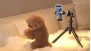 Reprodução/TikTok