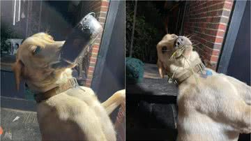 Reprodução/ The Dodo