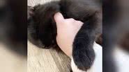 Reddit/catwoesthrowaway