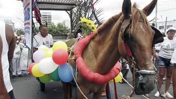 Imagem Infratores que levarem jegue ao cortejo podem ser multados