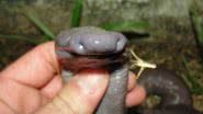 Imagem Anfíbio de formato fálico é encontrado em Rondônia
