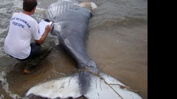 Imagem Filhote de Jubarte é encontrado morto na Bahia