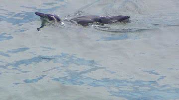 Imagem Pinguins são vistos em Salvador