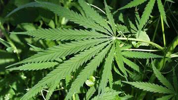 Imagem Campanha pró - maconha