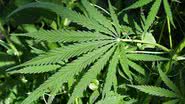 Imagem Campanha pró - maconha