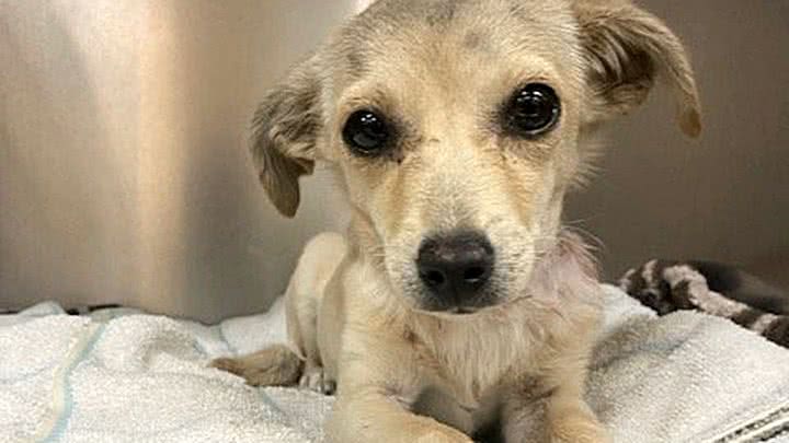 Reprodução/Twitter @helpinRIVcoPETS