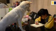 (Foto: Reprodução/Youtube/South China Morning Post)