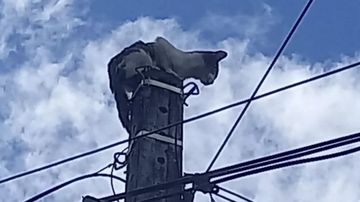 Adote um Bigode / Divulgação