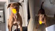 Reprodução/TikTok @seuamigopitbull