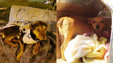 Reprodução/Facebook/Agricultura e Meio Ambiente Borborema