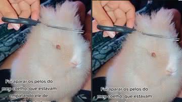 Imagem Mulher tenta tosar coelho mas resultado não sai como esperado; veja vídeo