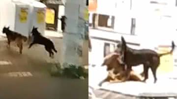 Reprodução/Vídeo