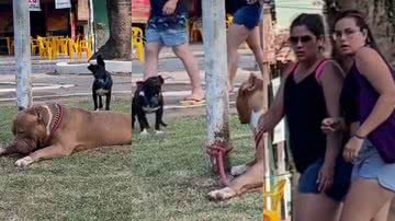 Imagem Cão vira-lata procura briga com pit monster e deixa moradores apreensivos; assista