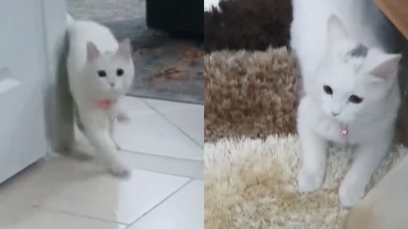 Reprodução/TikTok @cats367