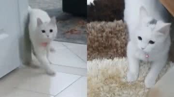Reprodução/TikTok @cats367