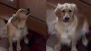 Reprodução/Tik Tok @otarianocontou2.0