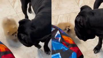 Reprodução/TikTok @g.d.1909