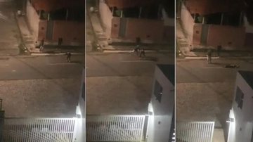 Reprodução