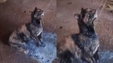 Reprodução/TikTok @jessicasilas3