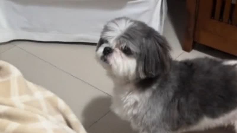 Reprodução// TikTok @marcelamanotattoo