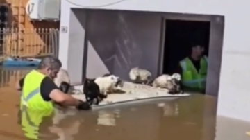 Reprodução// TikTok @comunicat