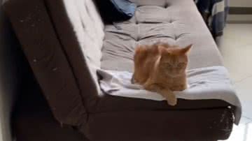 Reprodução// TikTok @gatojohnson