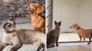 Reprodução/TikTok @malcomsalsicha