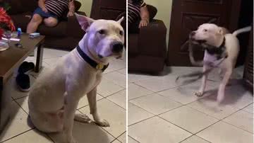 Reprodução/TikTok @brunoburguesia