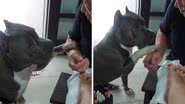 Reprodução/TikTok @prideluca2