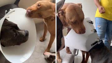 Reprodução/TikTok @seuamigopitbull