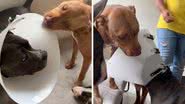 Reprodução/TikTok @seuamigopitbull