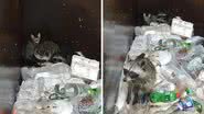 Reprodução/TikTok @nicoles_garbage_goblins