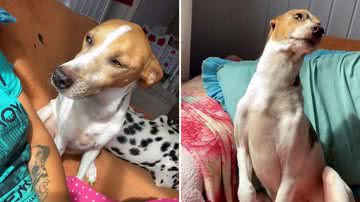 Reprodução/TikTok @annepalhano04