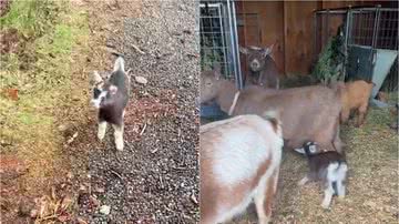 Reprodução/TikTok @berryridgefarmstead